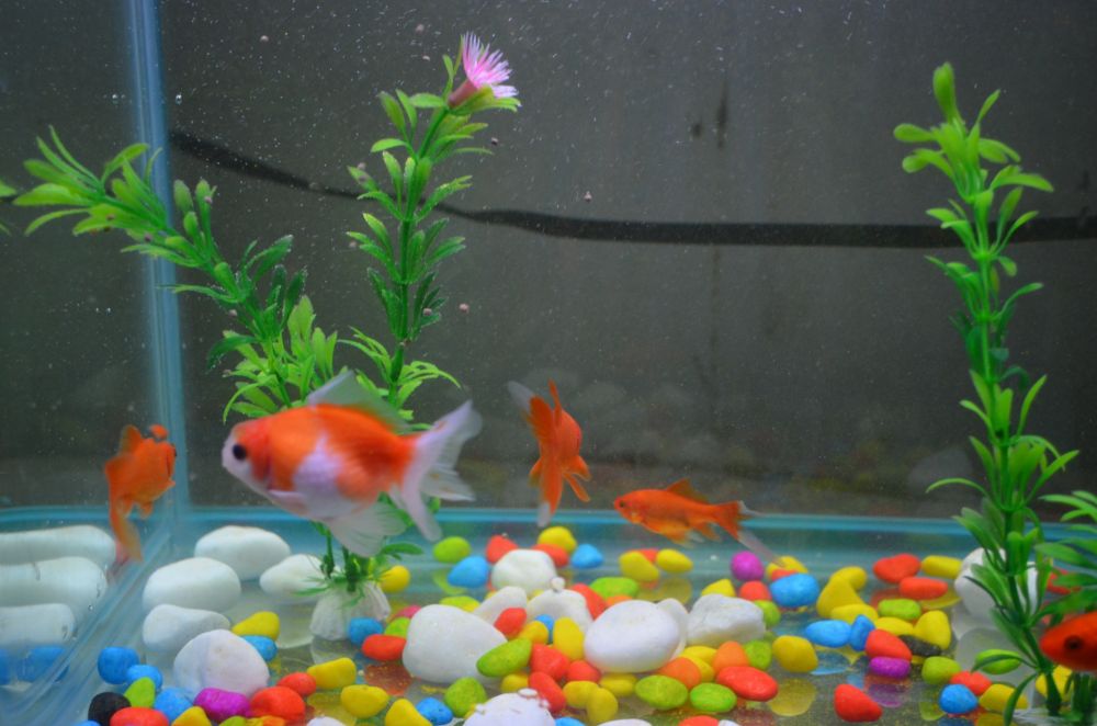 fish tank