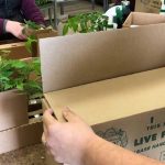 How To Mail Plant Cuttings
